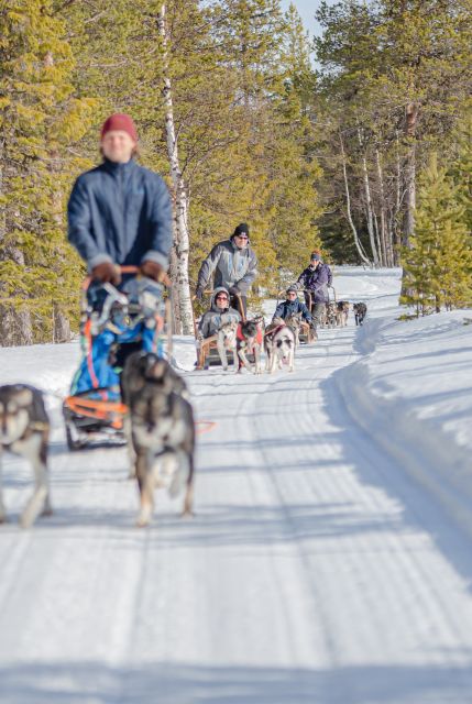 Levi: Evening Husky Sled Ride under the Northern Lights - Key points to know before you book