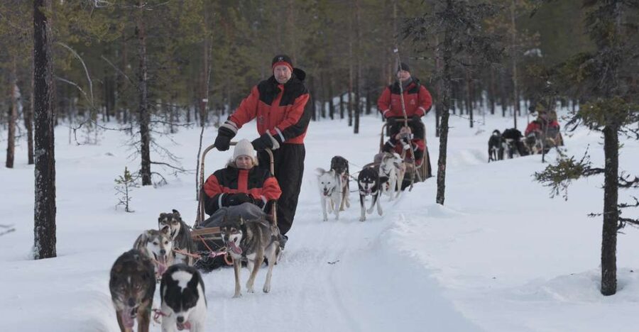 Levi: Evening Husky Sled Ride under the Northern Lights - One hour through the snowy forest