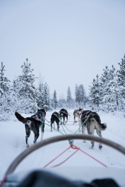 Levi: Evening Husky Sled Ride under the Northern Lights - The ten-minute safety briefing