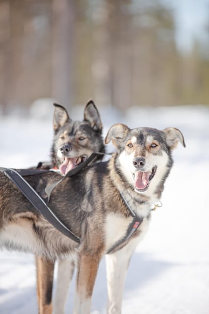 Levi: Guide-driven Husky Safari - The sled ride through Levi’s snowy forests