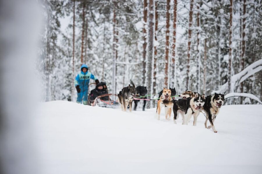 Levi: Husky and Reindeer Farm Visit with Snowmobiling - A quick taste of Lapland in one half-day