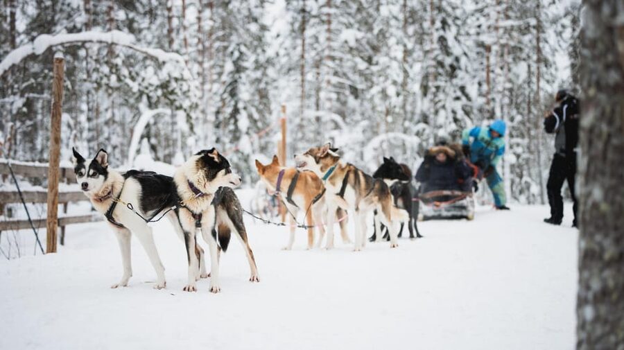 Levi: Husky and Reindeer Farm Visit with Snowmobiling - Meeting reindeer and taking the 500-meter sledge