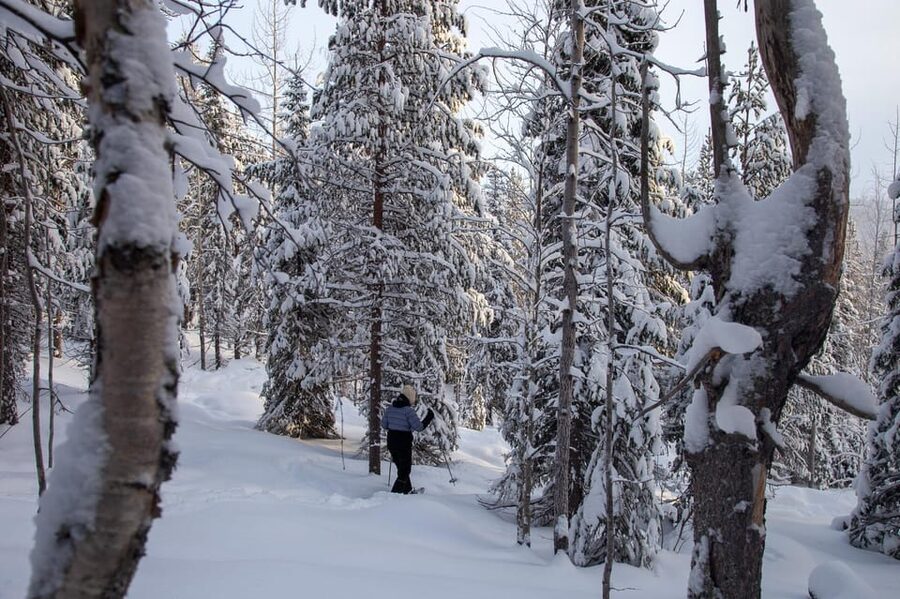 Levi: Lakeside forest snowshoeing - Through the forest, where the snow does the decorating