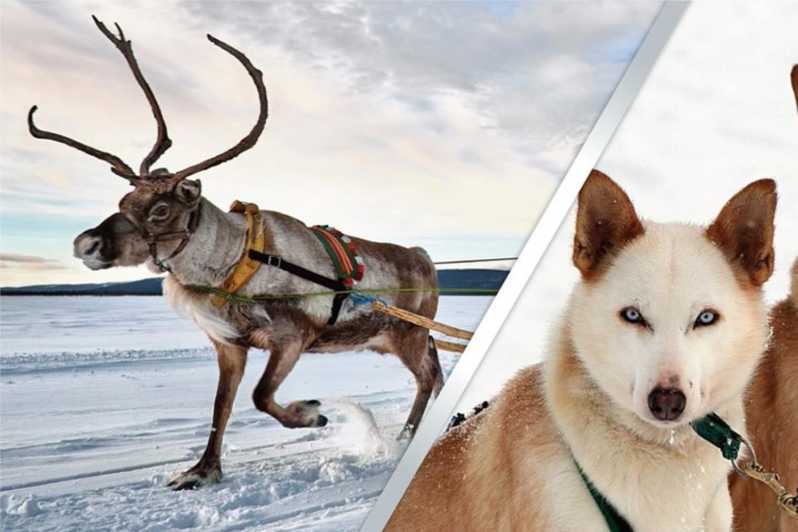 Levi: Lapland Reindeer and Husky Safari - Two Arctic rides in one compact morning