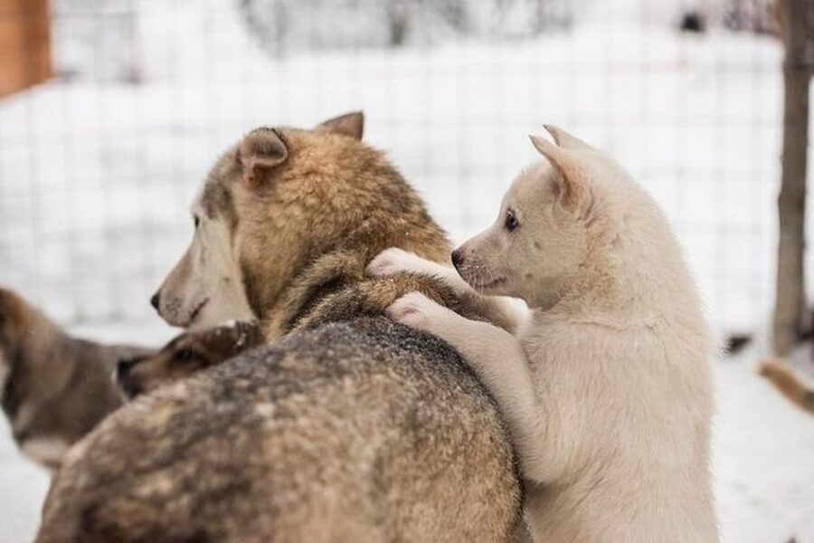 Levi: Lapland Reindeer and Husky Safari - The real cost at $294 per person