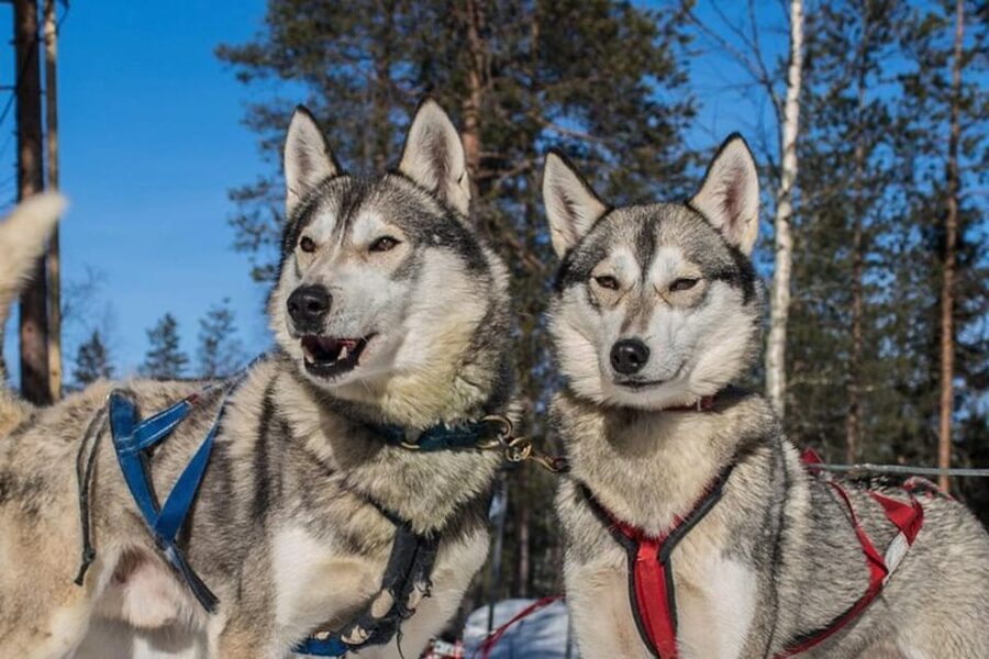 Levi: Lapland Reindeer and Husky Safari - Is the short format right for you?