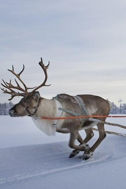 Levi: Lapland Reindeer and Husky Safari - At the reindeer farm, quiet sledding and Sámi stories