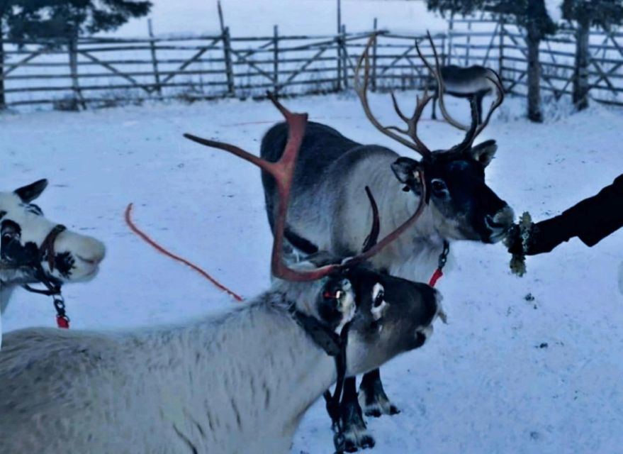 Levi: Lapland Reindeer Safari - Meeting the reindeer outside Levi