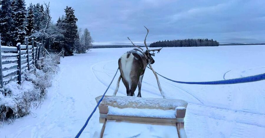 Levi: Lapland Reindeer Safari - What happens when snow is poor