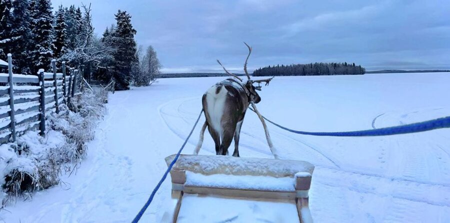 Levi: Lapland Reindeer Safari - How much value do you get for $114?