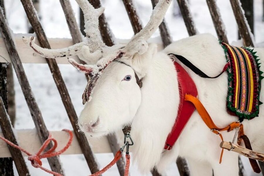 Levi: Lapland Reindeer Safari - Practical details that can save you trouble