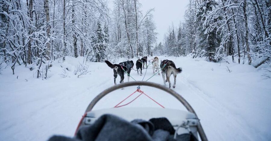 Levi Polar Lights Tours: Arctic Circle Guided Husky Tour - Taking the reins on a two-person sled