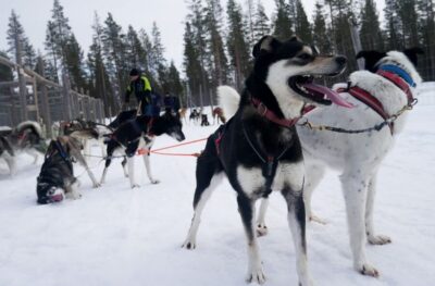 Levi Polar Lights Tours: Arctic Circle Guided Husky Tour