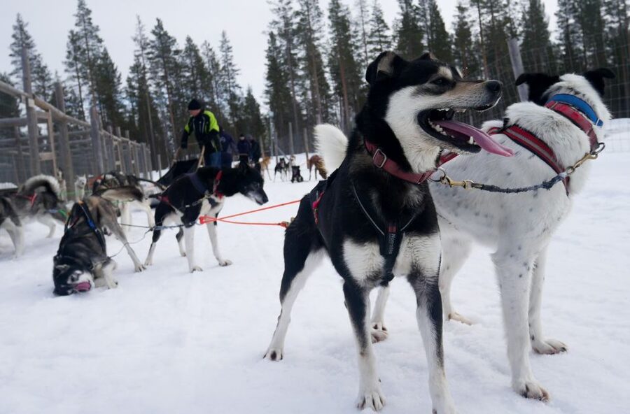 Levi Polar Lights Tours: Arctic Circle Guided Husky Tour - Into the snowy forests near Levi
