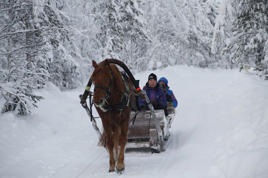 Levi, Polar Lights Tours: One Horse Open Sleigh Ride - A quiet way to meet the Arctic night