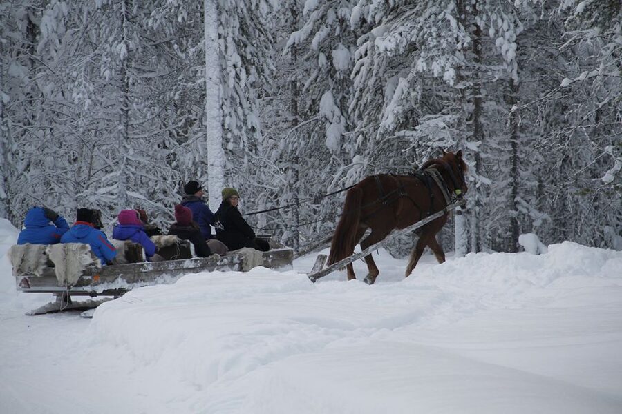 Levi, Polar Lights Tours: One Horse Open Sleigh Ride - Thirty minutes behind one horse
