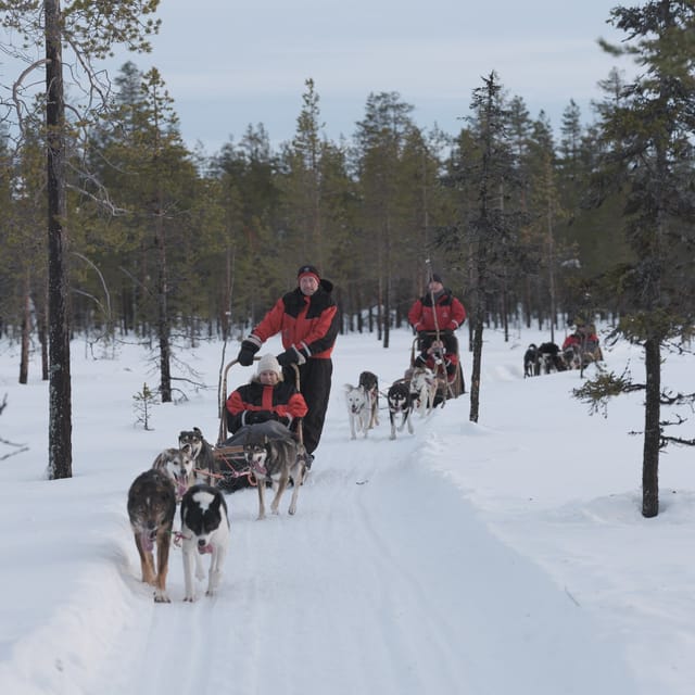 Levi Polar Lights Tours: Path of the Gnome Husky Safari 15km - Key points to know before booking