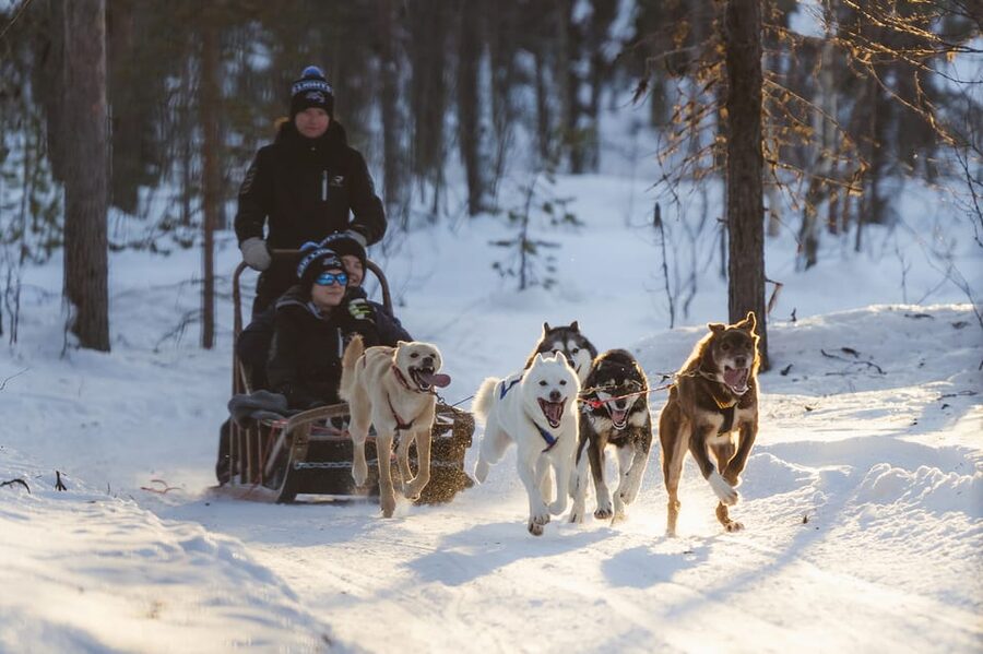 Levi Polar Lights Tours: Path of the Gnome Husky Safari 15km - From Hissitie 11 to the family farm