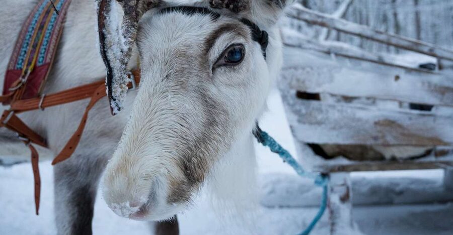 Levi Polar Lights Tours: Reindeer and Husky Taster - Two Lapland traditions in 90 minutes