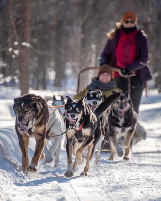Levi Polar Lights Tours: Reindeer and Husky Taster - The safety briefing before the animals