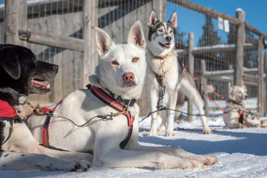 Levi Polar Lights Tours: Reindeer and Husky Taster - The husky ride: fast, short, and easy to try