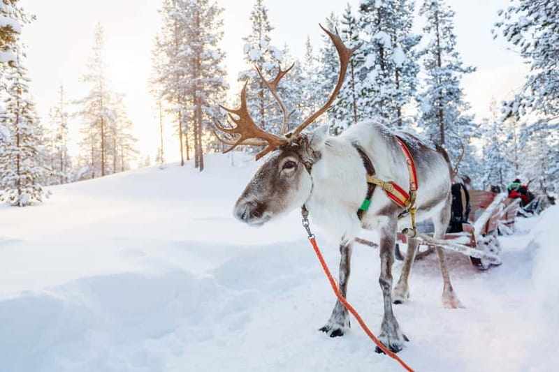 Levi: Reindeer Experience with Sled Ride - From Sirkka to a Lapland reindeer farm
