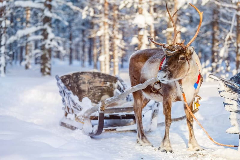 Levi: Reindeer Experience with Sled Ride - Stories from Nicolas and the local herders