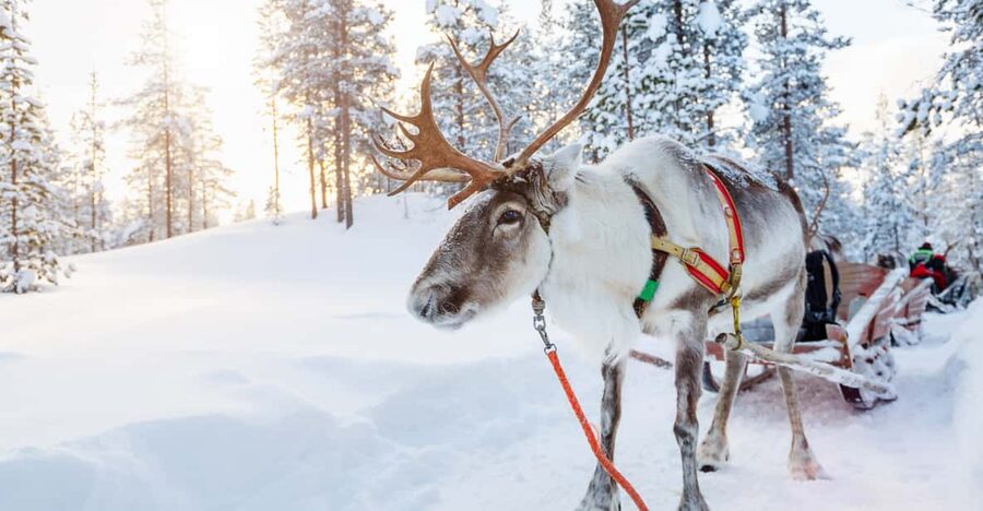 Levi: Reindeer Experience with Sled Ride - Timing, clothing, and practical planning