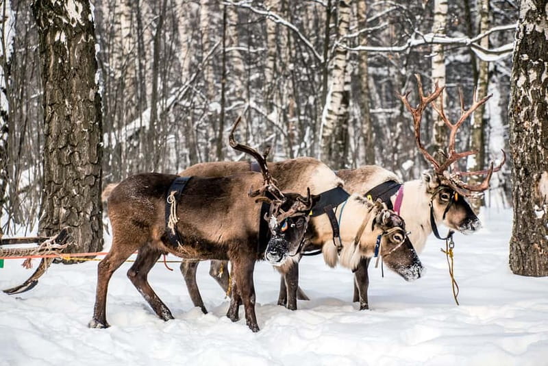 Levi: Reindeer Experience with Sled Ride - Meeting reindeer as farm animals