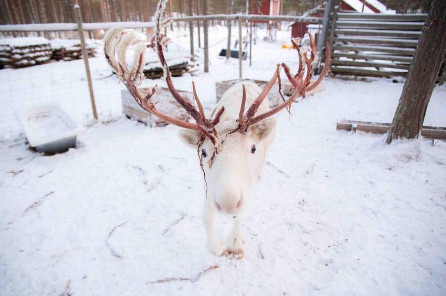 Levi: Reindeer Farm E-Fatbike Safari - Is $187 a fair price?