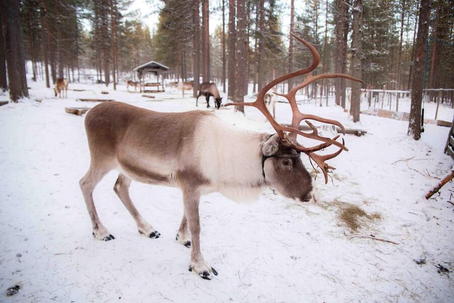 Levi: Reindeer Farm E-Fatbike Safari - Who will enjoy this safari most