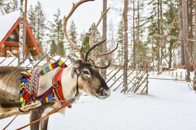Levi Reindeer Safari - Long or Quick - with Sledge Ride - A Short Sled Ride With a Real Farm Visit