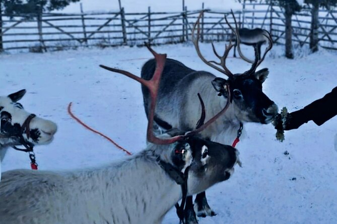 Levi Reindeer Safari - Long or Quick - with Sledge Ride - Warming Up in a Traditional Kota