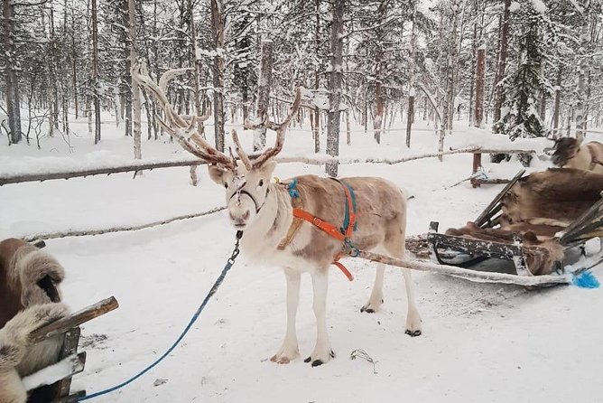 Levi Reindeer Safari - Long or Quick - with Sledge Ride - What the Guide Adds to the Visit