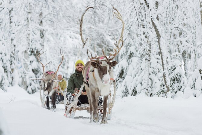 Levi Reindeer Safari - Long or Quick - with Sledge Ride - Who Will Enjoy This Levi Excursion?