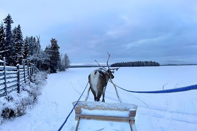 Levi Reindeer Safari - Long or Quick - with Sledge Ride - Practical Tips Before You Reserve