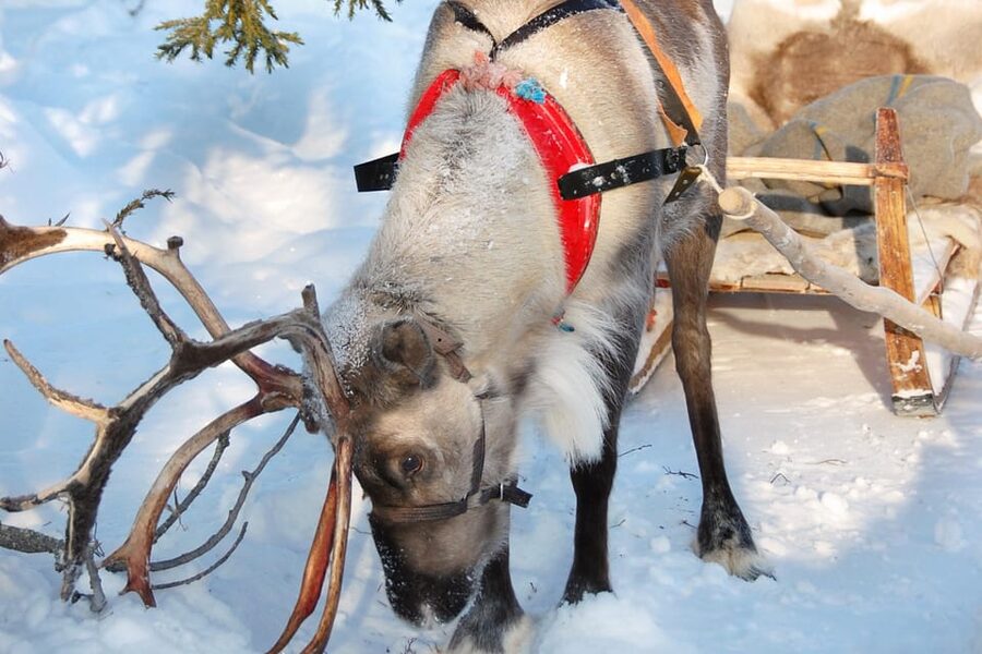 Levi: Reindeer Sleigh Ride Tour in Snowy Forest - A slow ride through Levi’s snowy forest