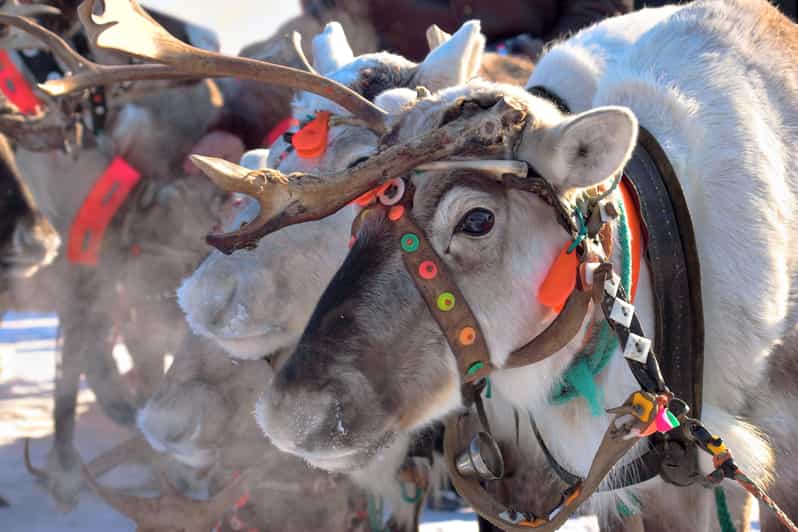 Levi: Reindeer Sleigh Ride Tour in Snowy Forest - FAQ