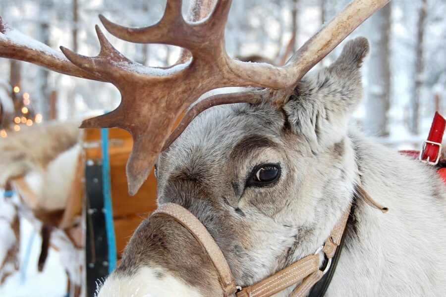 Levi: Reindeer Sleigh Ride Tour in Snowy Forest - How much value do you get for $103?