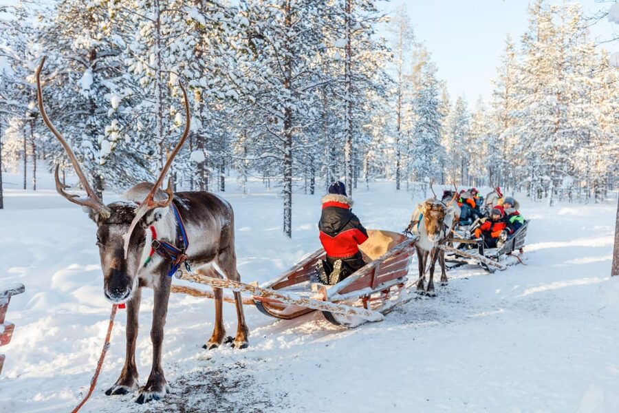 Levi: Reindeer Sleigh Ride Tour in Snowy Forest - Who should book this experience?