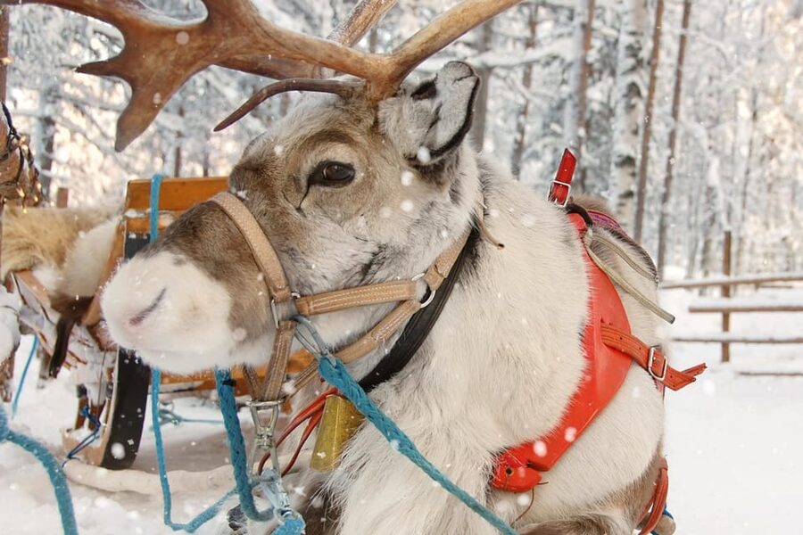 Levi: Reindeer Sleigh Ride Tour in Snowy Forest - Smart tips for a comfortable sleigh ride