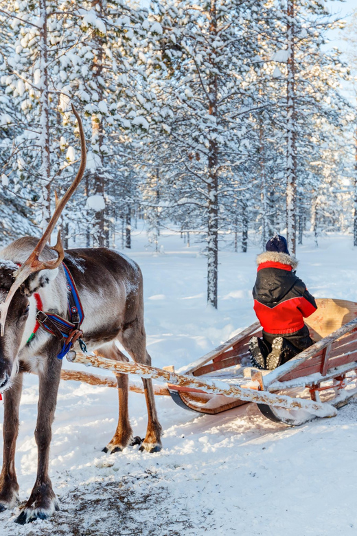 Levi: Reindeer Sleigh Ride Tour in Snowy Forest - Booking, cancellation, and language details