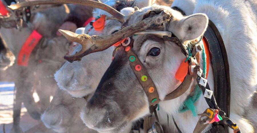 Levi: Reindeer Sleigh Ride Tour in Snowy Forest - What happens from Hissitie 11 to the forest