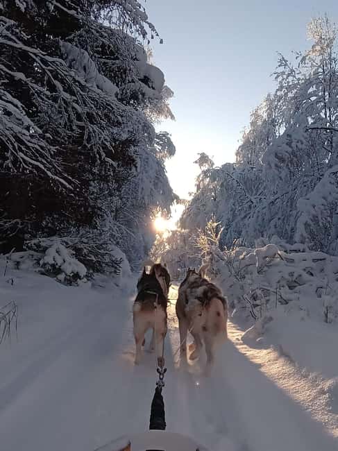Levi: Self-Drive 2 KM Husky Sledding Experience - Meeting the dogs at Kurjennivantie 118