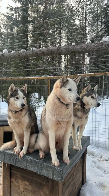 Levi: Self-Drive 5 KM Husky Sledding Experience - What the 5 Kilometer Route Feels Like