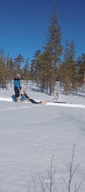 Levi: Self-Drive 5 KM Husky Sledding Experience - A Short Lesson Before the Dogs Run
