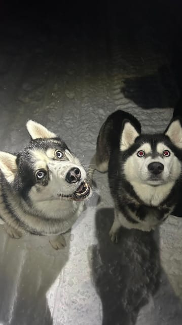 Levi: Self-Drive 5 KM Husky Sledding Experience - Meeting and Reaching Kurjennivantie 118