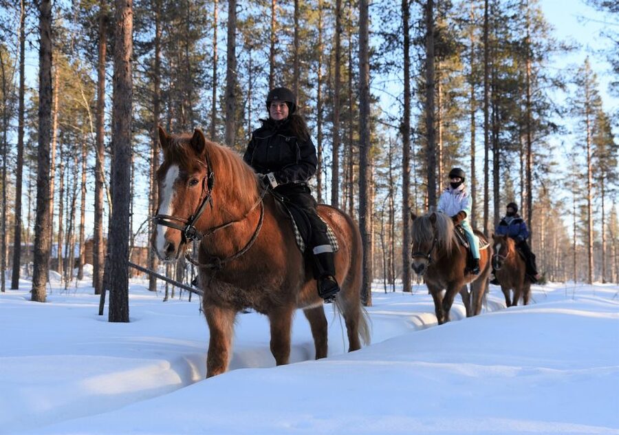 Levi: Snowy Forest Ride and Polar Lights Tours - Meeting the horses at Polar Lights Tours