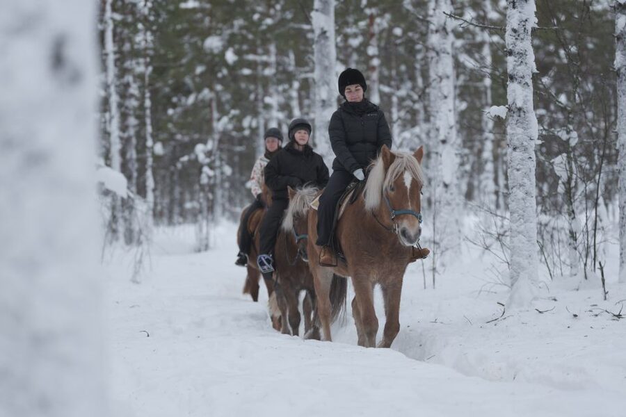 Levi: Snowy Forest Ride and Polar Lights Tours - Photo time, reindeer sounds, and a warm drink
