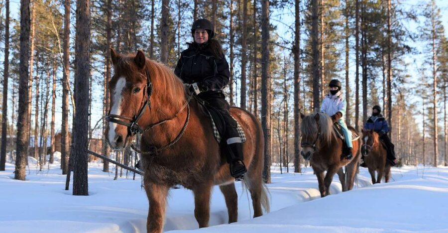 Levi: Snowy Forest Ride and Polar Lights Tours - Choosing the right 8:40, 10:40, or 12:40 departure